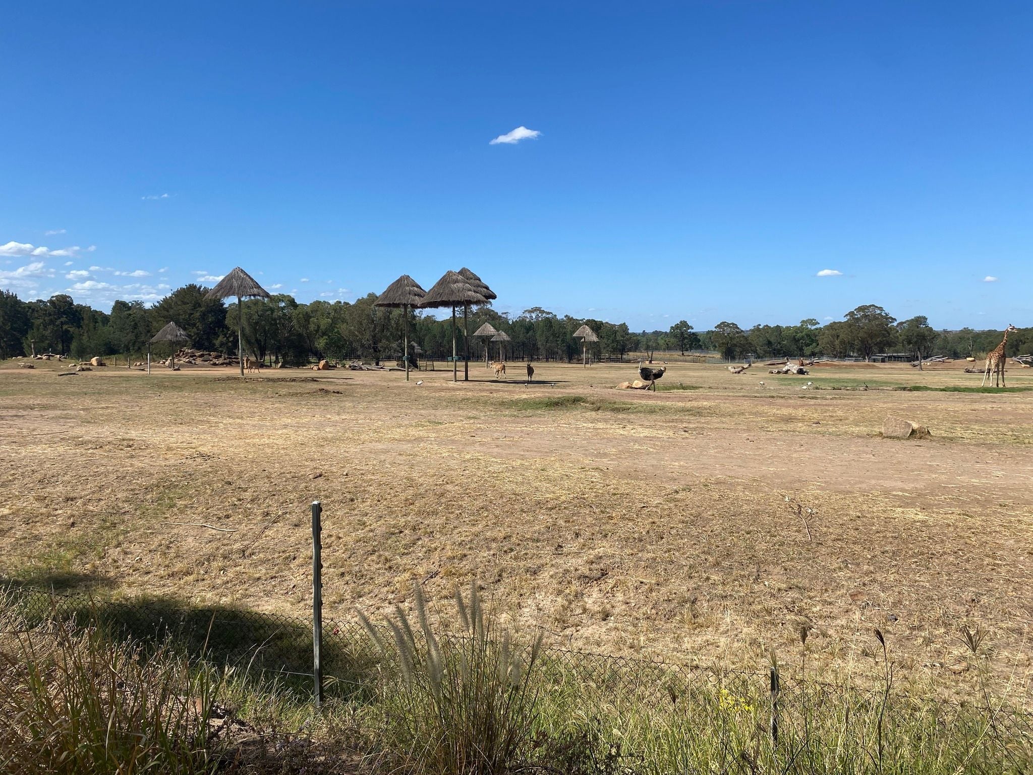 Dubbo Zoo 2025 Image -67de04d677901